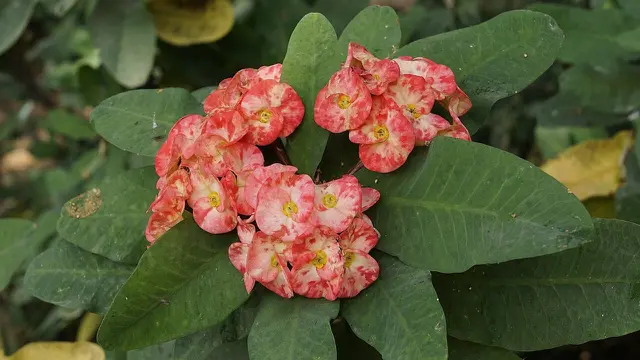 Euphorbia