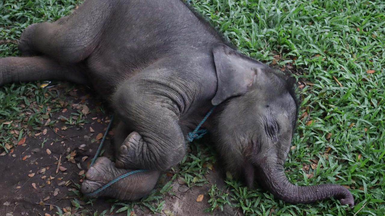FOTO: Penampakan Bayi Gajah Sumatera Berusia Dua Bulan yang Tersesat di Permukiman Warga