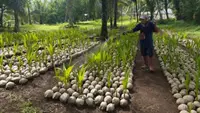 Hilirisasi Perkebunan, Kementan Siap Salurkan 39.861 Bibit Kelapa untuk Petani di Sulut