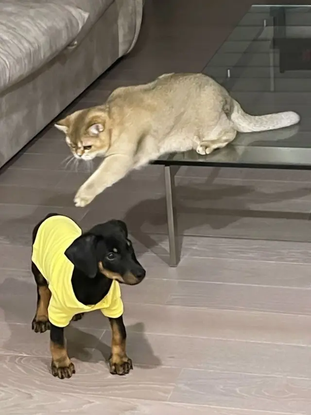 Anjing Lisa BLACKPINK