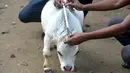 Orang-orang mengukur seekor sapi kerdil bernama Rani, yang diklaim sebagai sapi terkecil di dunia, di sebuah peternakan di Charigram, Savar, Bangladesh, Selasa (6/7/2021). Rani yang berusia dua tahun memiliki tinggi hampir 51 sentimeter dengan berat 26 kilogram. (Munir Uz zaman/AFP)