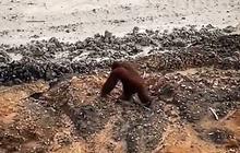 Bangkai Orangutan Tapanuli Ditemukan Pascabanjir, Diduga Terbawa Arus Sungai