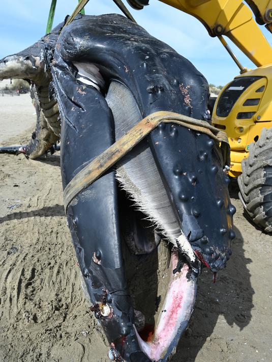 Alat berat mengevakuasi seekor paus bungkuk yang terdampar di pantai Carnon dekat La Grande-Motte, Prancis selatan, Rabu (27/5/2021). Paus bungkuk sepanjang tujuh meter (23 kaki) itu dievakuasi dari pantai dan harus menjalani autopsi untuk menentukan penyebab kematian. (Pascal GUYOT/AFP)
