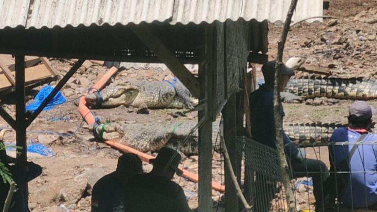 Tembok Penangkaran Sempat Jebol, Belasan Buaya Akhirnya Dipindahkan dari Cianjur ke Sumsel