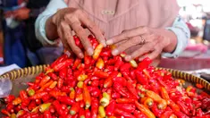 Pedagang menata cabai rawit di Pasar Kebayoran, Jakarta, Selasa (7/3/2023). Harga cabai rawit merah di DKI Jakarta terpantau naik sudah menembus Rp 100 ribu per kilogram. (Liputan6.com/Angga Yuniar)