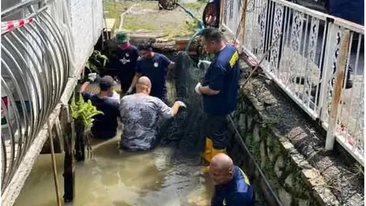 Ikan Predator 2,7 Meter Lukai Petugas Sebelum Ditangkap, Berat Capai 200 Kg