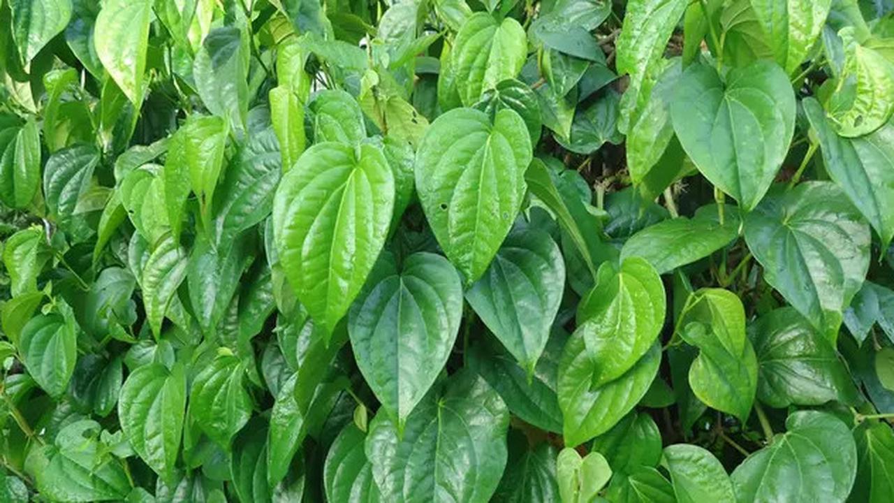 7 Tanaman Obat yang Mudah Ditanam di Halaman Rumah dengan Lahan Kering dan Terbatas