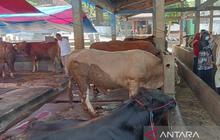 Pakar UGM Tekankan Pelaksanaan Kurban Halal dan Aman Jelang Idul Adha 1447 H