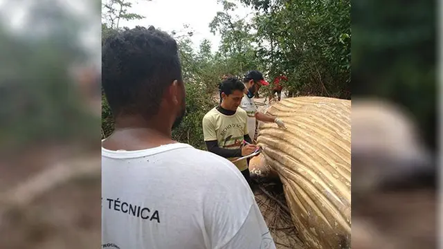 Paus Terdampar di Tengah Hutan Amazon