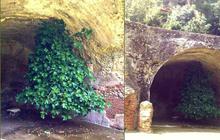 Unik, di Kota Ini Ada Pohon Ara yang Tumbuh Terbalik dari Atas ke Bawah