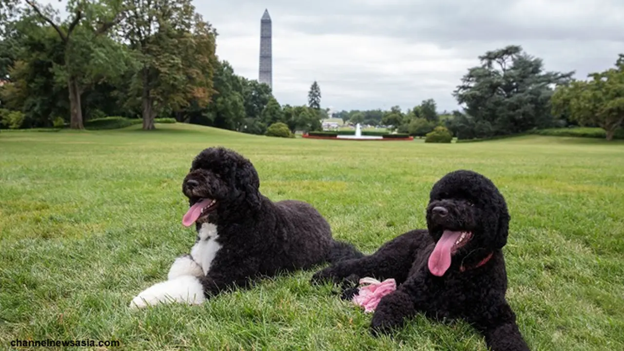 anjing-istana-130820c.jpg