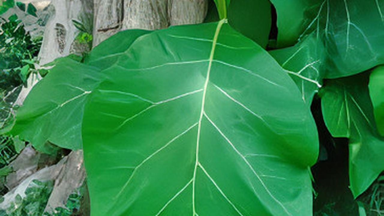 Khasiat Daun Jati