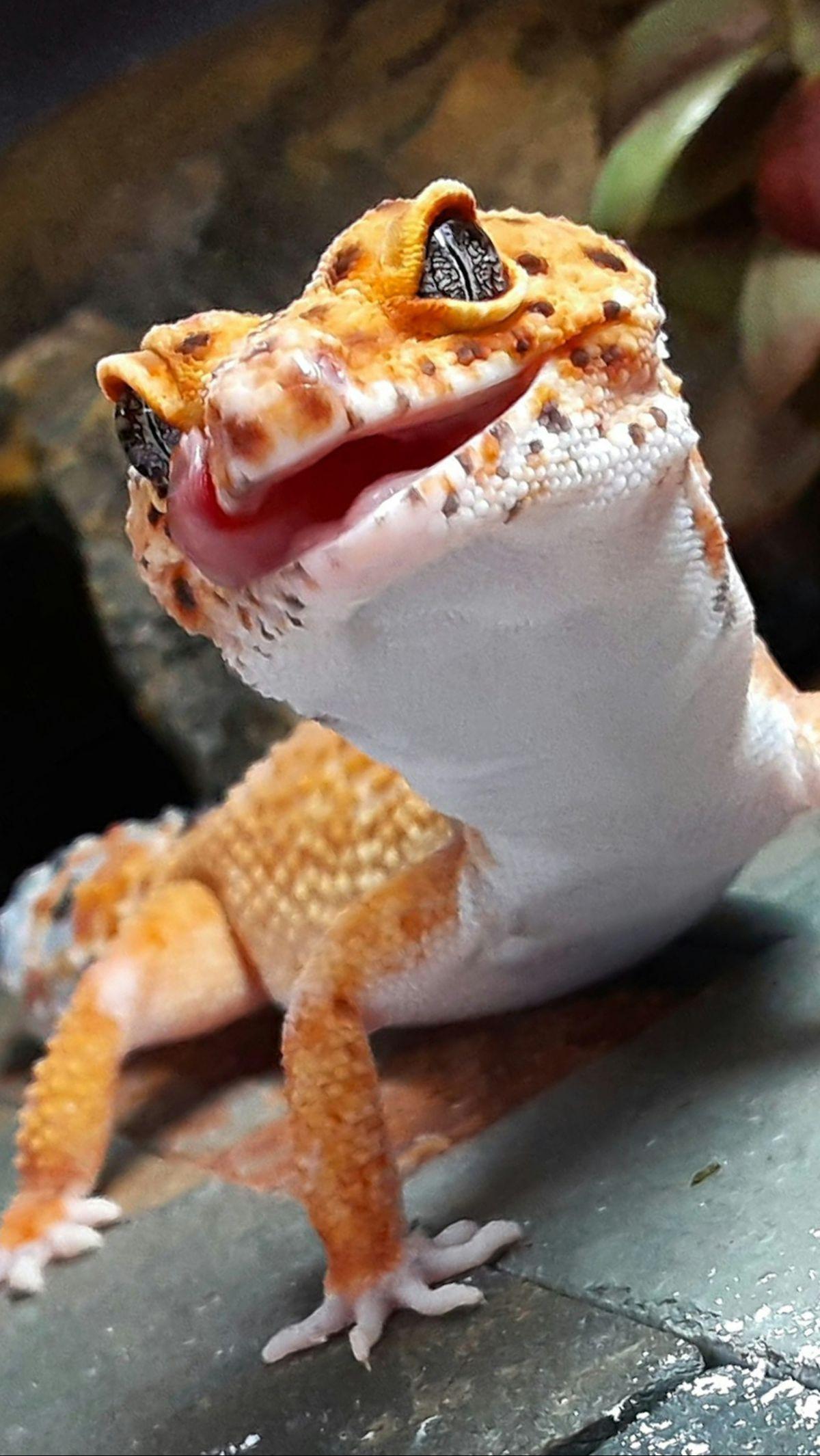 <b>Mitos Tokek Berdasarkan Suaranya</b>