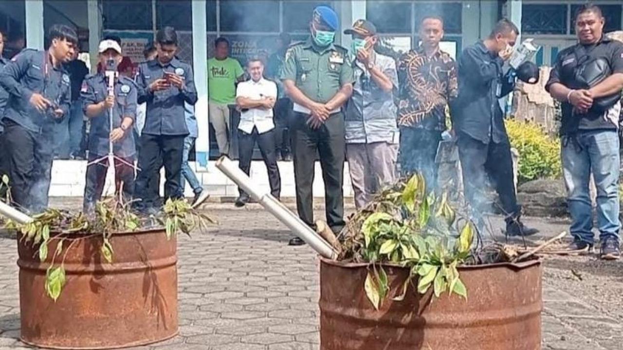 TNGGP Pastikan Tanaman Khat Ditemukan di Luar Kawasan Taman Nasional, Patroli Diperketat