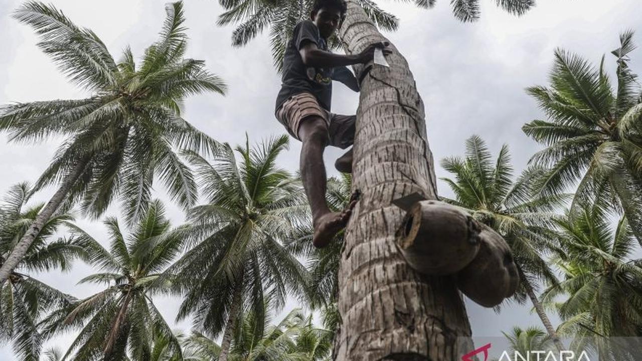 Ekonomi Sirkular Kelapa Rakyat: Mengubah Limbah Jadi Berkah di Desa Pesisir