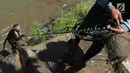 Pemilik menarik kembali monyetnya ke tepian Sungai Ciliwung untuk dimandikan di kawasan Bendungan Katulampa, Bogor, Kamis (29/3). Monyet tersebut dilemparkan ke sungai dengan rantai yang masih mengikat lehernya. (Merdeka.com/Arie Basuki)