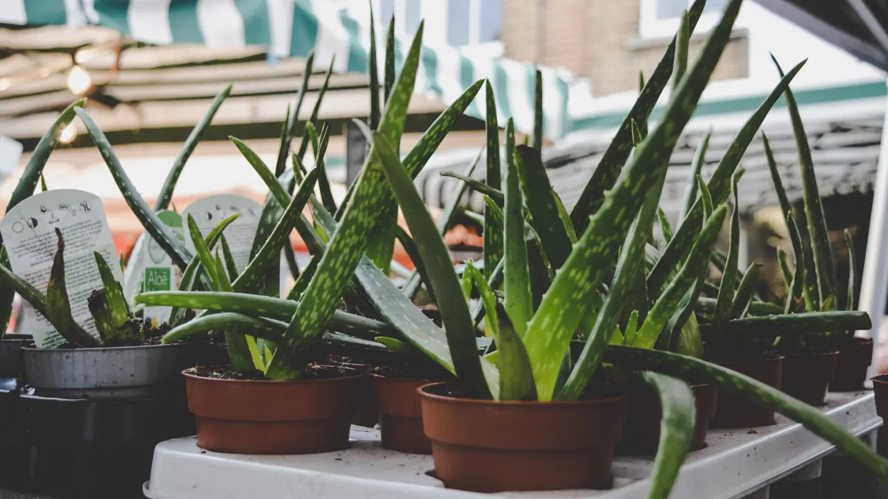 Manfaat aloe vera