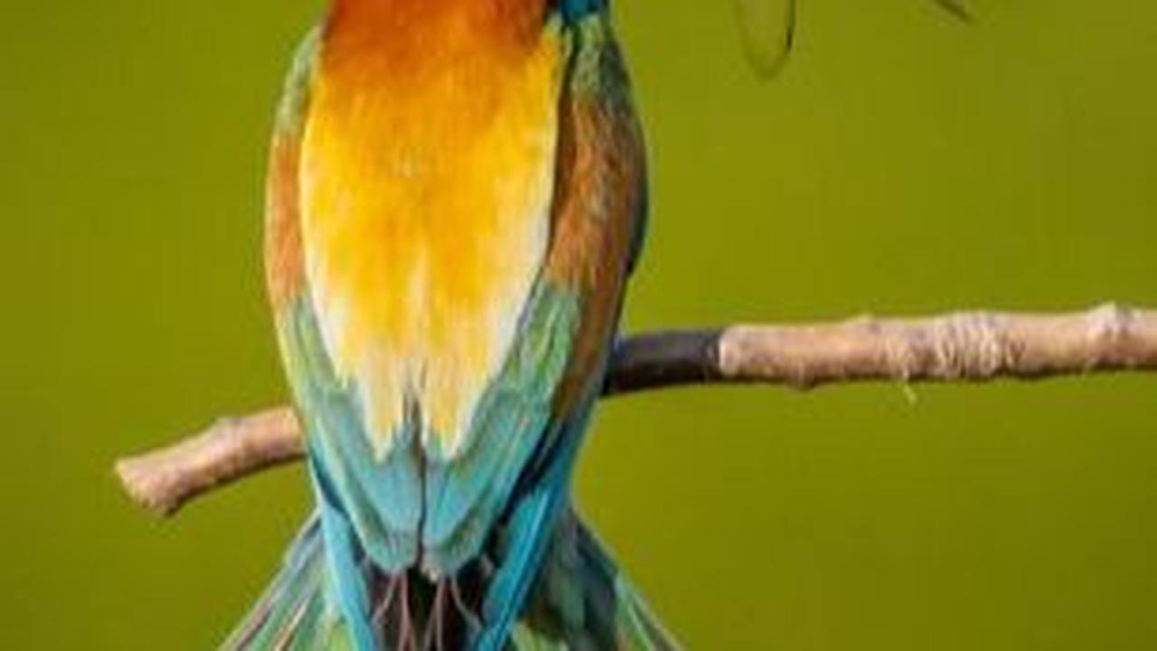 28. Burung Pemakan Lebah Eropa