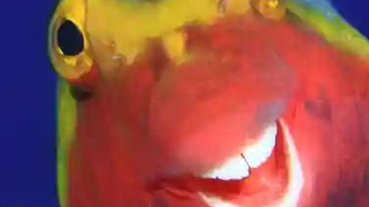 Smiley The Fish by Arturo Telle Thiemann, 2015