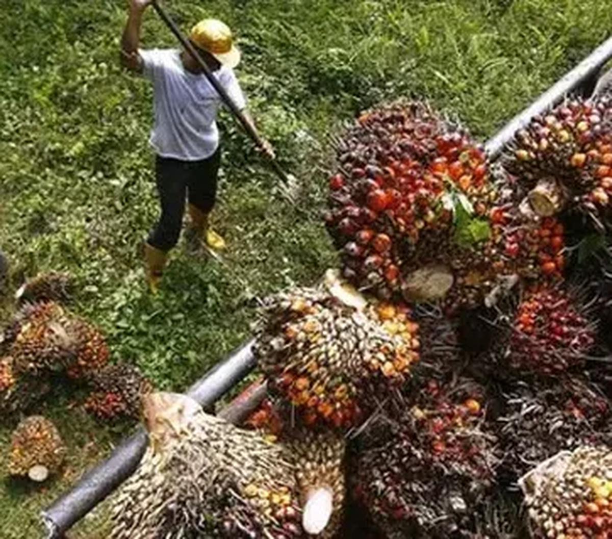 "El Nino tahun ini diperkirakan juga akan mempengaruhi produksi tahun depan," ujar Edi.