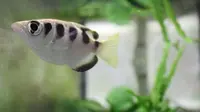 Hebat, Ikan Ini Bisa Mengenali Wajah Manusia