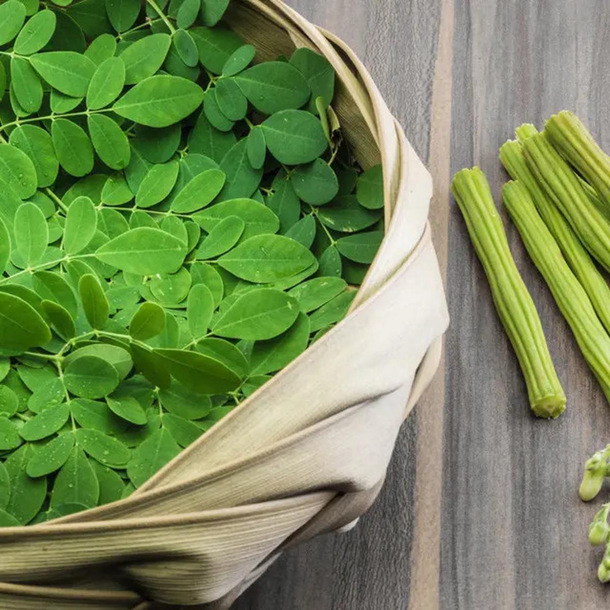 Daun Herbal untuk Menurunkan Gula Darah Secara Alami