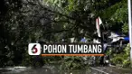 pohon tumbang thumbnail