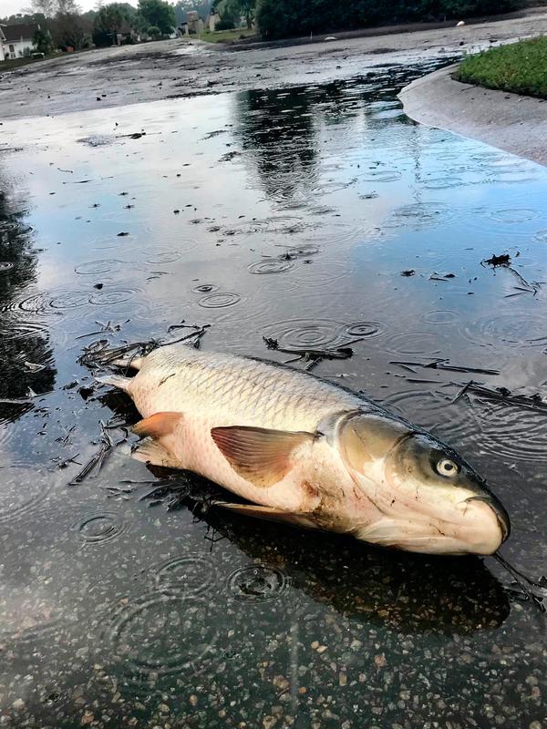 Bangkai ikan mengotori jalan-jalan di Aberdeen Golf Club setelah banjir surut menyusul Badai Florence di South Carolina, Senin (24/9). Beberapa dari ribuan ikan itu cukup besar dan juga menyebabkan jalan berbau menyengat. (Jason Lee/The Sun News via AP)