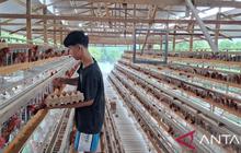 Wakil Ketua DPRK Aceh Tamiang Dorong Potensi Ternak Ayam Petelur untuk Pemulihan Ekonomi Pasca Bencana