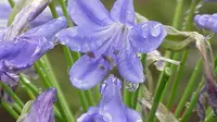 7 Tanaman Hias dengan Bunga Berwarna Biru, Percantik Fasad Rumah