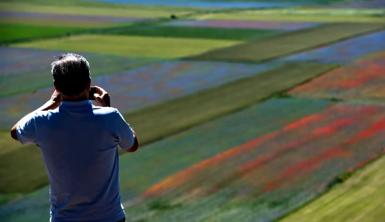 Seorang turis mengambil gambar bunga yang sedang mekar dan ladang lentil di Castelluccio, sebuah desa kecil di wilayah Umbria, Italia tengah pada 6 Juli 2020. Setiap tahunnya antara Mei dan Juli, ribuan varietas bunga liar  bermekaran dan menjadi daya tarik wisatawan. (Tiziana FABI / AFP)