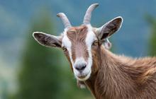 10 Jenis Kambing Terbaik yang Cocok untuk Kurban, Jangan Salah Pilih