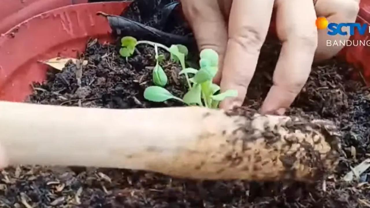 Belajar membangun ketahanan pangan