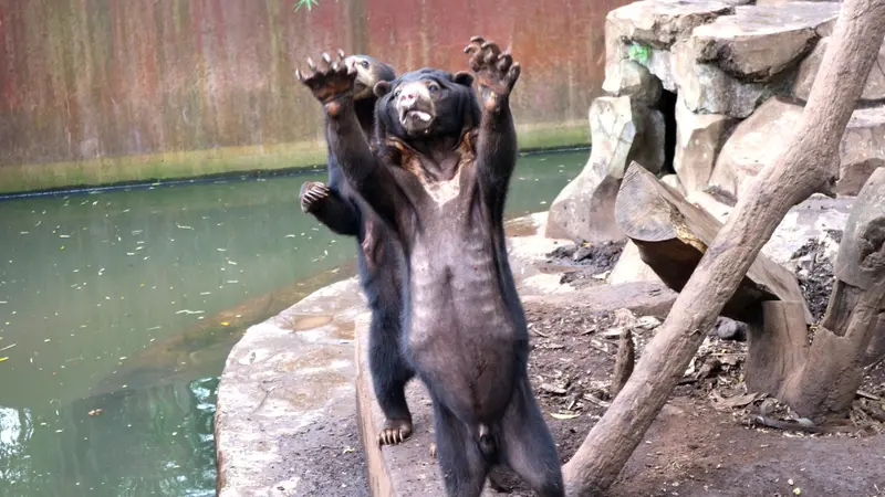 Heboh Beruang Kurus di Kebun Binatang Bandung