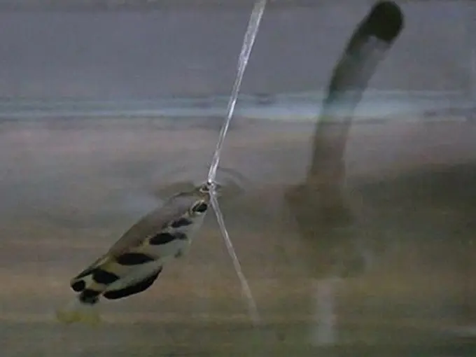 Ikan pemanah dapat menembakan air kepada mangsanya yang ada di daratan dalam tembakan yang akurat (AFP)