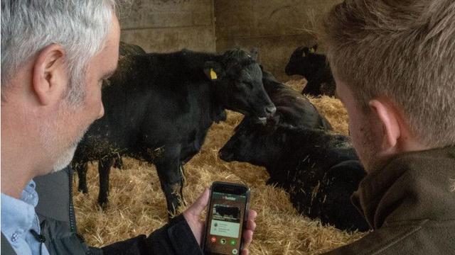 Seperti Manusia, Kini Sapi Perah Cari Jodoh Lewat Aplikasi Kencan