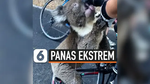 VIDEO: Viral, karena Panas Ekstrem Koala Minta Minum ke Pesepeda