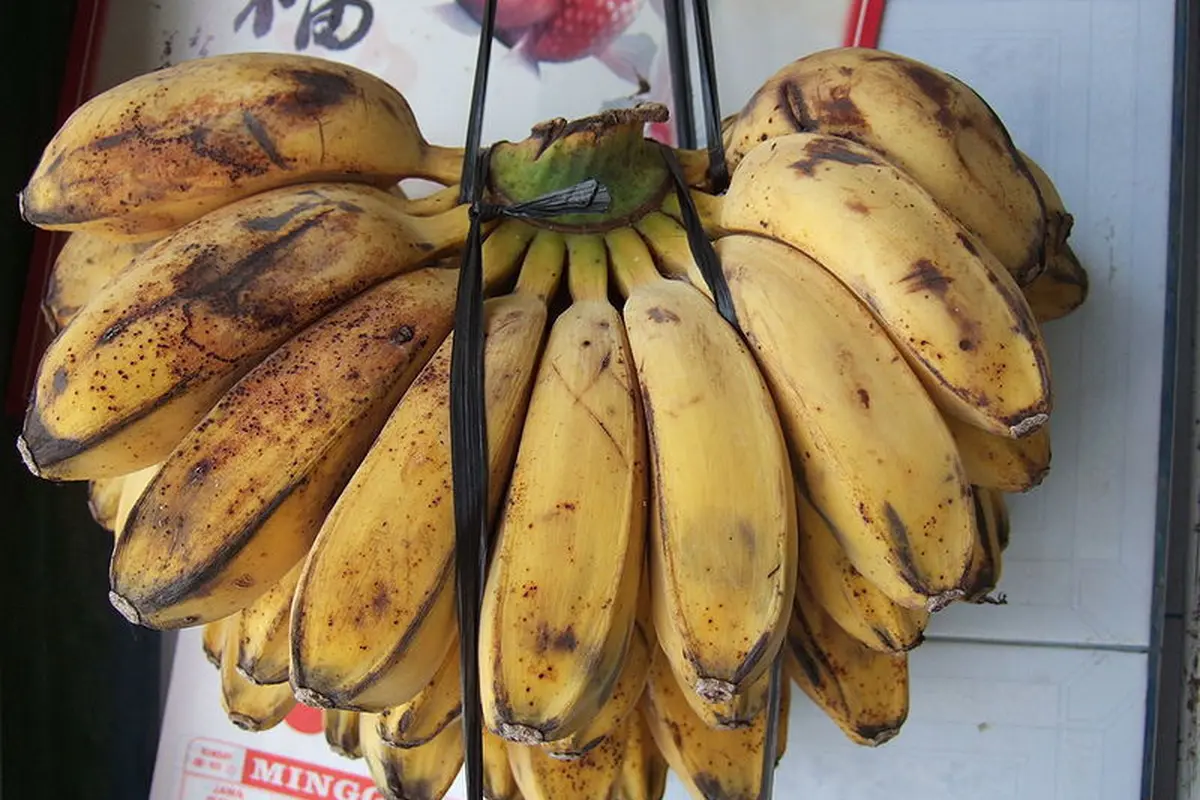 Jenis Pisang dan Manfaatnya