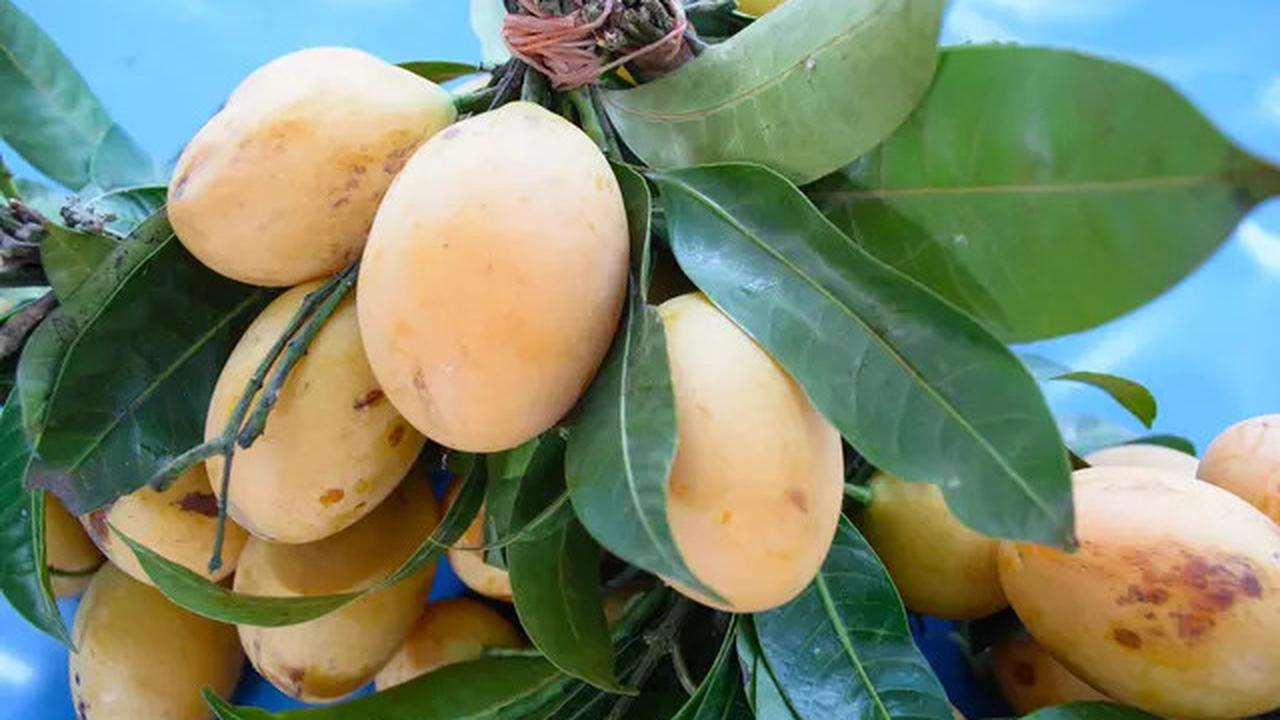 Kendalikan Gula Darah Secara Alami dengan Rebusan Daun, Ini Daun-daun Pilihannya