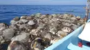 Bangkai penyu laut yang mati di parairan dekat Puerto Escondido, Meksiko, (28/8).  Otoritas Meksiko akan mengungkap siapa yang harus bertanggung jawab atas kematian ratusan penyu laut langka ini. (AP Photo/Jose Ignacio Santiago Martinez)