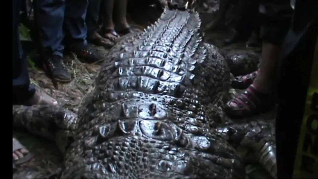 Heboh Video Penangkapan Buaya Pemangsa 3 Warga di SulSel