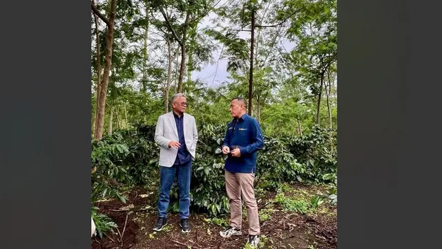 Kerjasama operasional (KSO) dua subholding PTPN III (Persero), yakni PTPN IV PalmCo dan PTPN I SupportingCo di perkebunan Java Coffee Estate yang ada di kawasan Ijen, Jawa Timur berhasil membawa dampak positif.