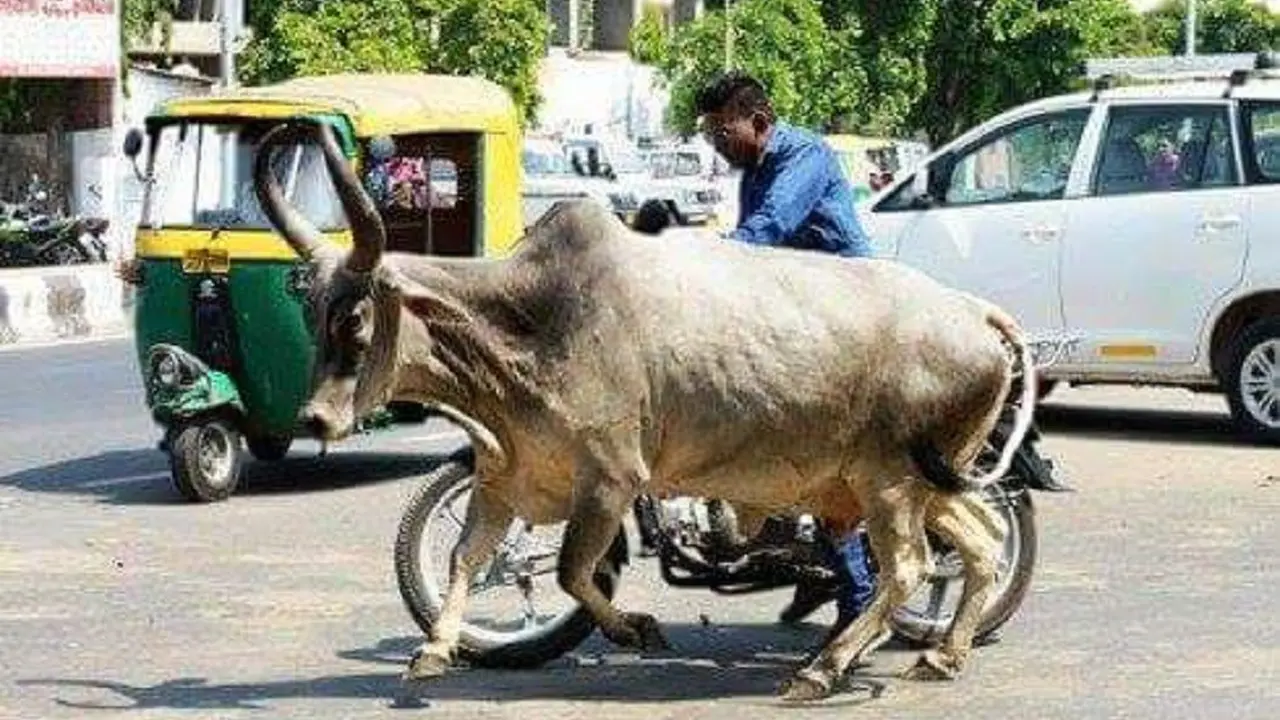 ternak berkeliaran di jalan raya