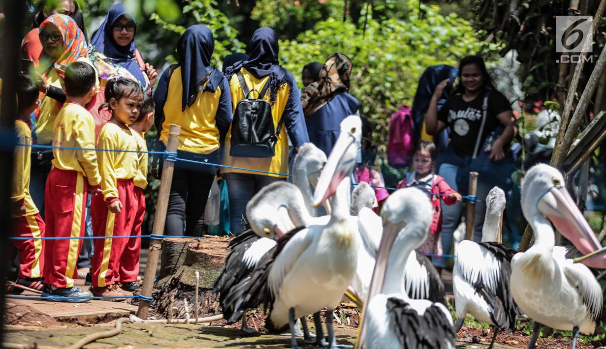 Sejumlah anak TK melihat burung pelikan di Taman Marga Satwa Ragunan, Jakarta, Kamis (13/12). Kegiatan tersebut juga untuk memberikan wawasan kepada anak-anak betapa pentingnya mencintai satwa. (Liputan6.com/Faizal Fanani)