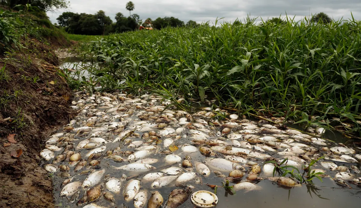 Ribuan ikan mati mengapung di atas permukaan sungai Confuso di Kota Villa Hayes, Paraguay, 14 Oktober 2017. Menurut ilmuwan, kematian ribuan ikan bisa disebabkan menipisnya kandungan oksigen yang ada di dalam air. (AP Photo/Jorge Saenz)