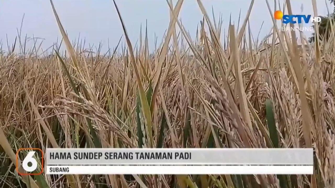 Kerugian yang Dialami Petani