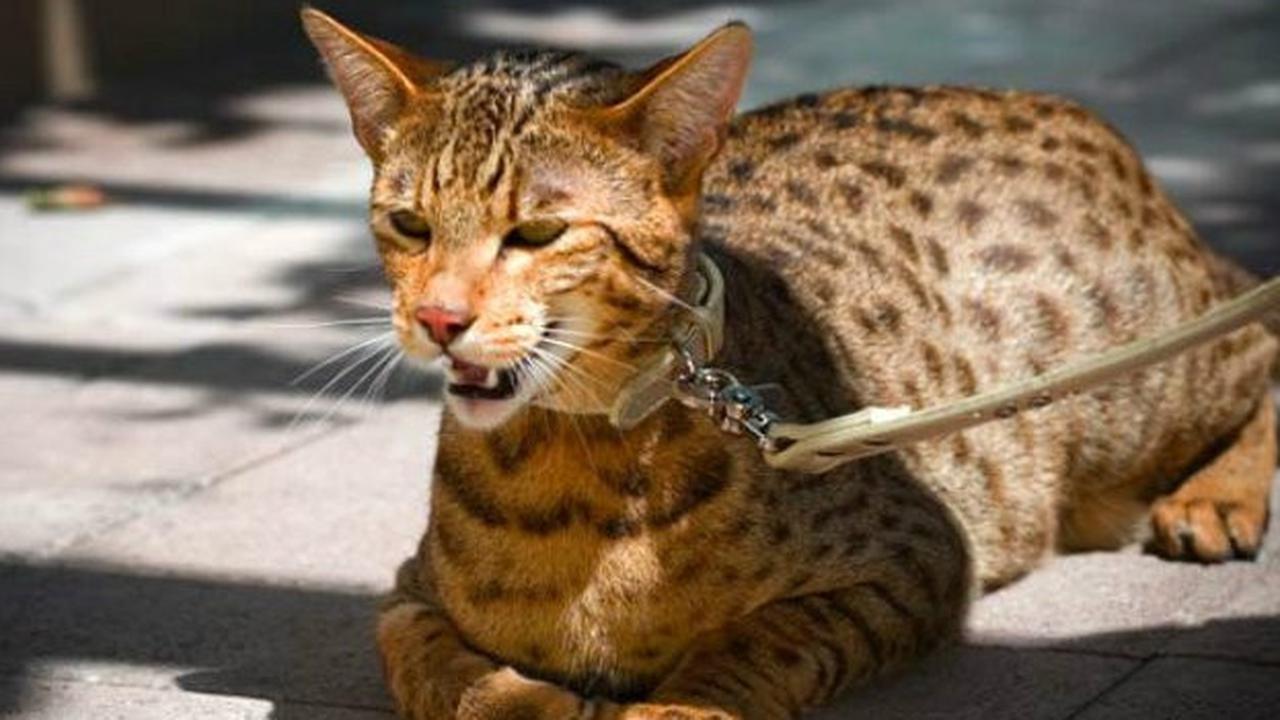 ini Kucing Termahal di Dunia dengan Harga Fantastis, Hampir Rp2 Miliar per Ekor