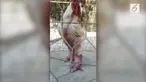 Ayam Dong Tao cukup dikenal di Vietnam. Hewan dengan ciri khas berkaki besar ini bisa dijual dengan harga yang fantastis.