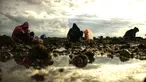 Penduduk desa memanen tiram di muara sungai di tepi pantai di Lhokseumawe, provinsi Aceh (27/6/2021). Tiram Aceh sangat bermutu karena didukung dari keberadaan lingkungan yang belum tercemar limbah industri. (AFP/Azwar Ipank)