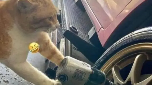 Dibersarkan di Bengkel, Ini 7 Potret Kocak Kucing Saat Jadi Mekanik